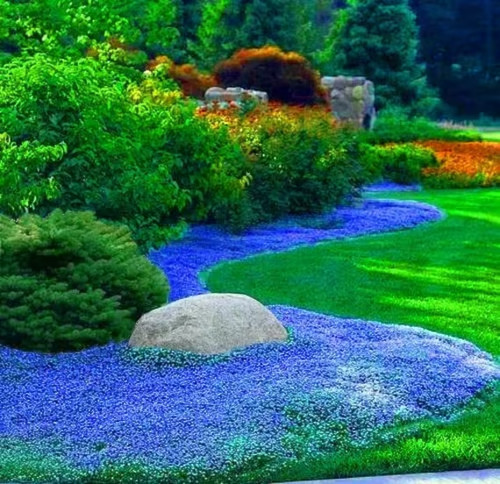 Rock cress aubrieta - rock,