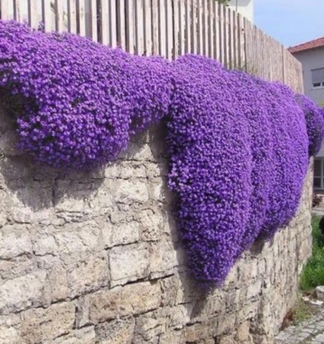 Aubretia royal blue plug - aubretia,