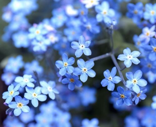 Myosotis sylvatica royal - myosotis, 'royal